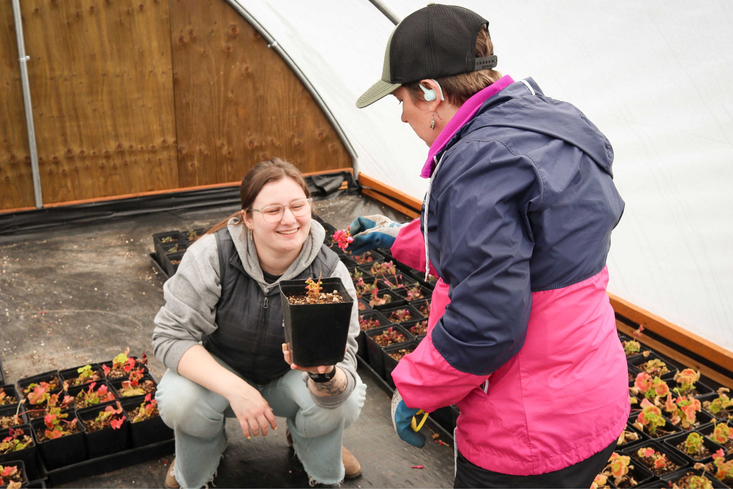 Two people working in a green house